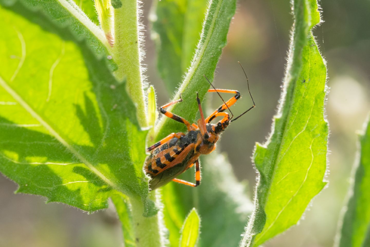 Reduviidae: Rhynocoris sp. e Rhynocoris erythropus